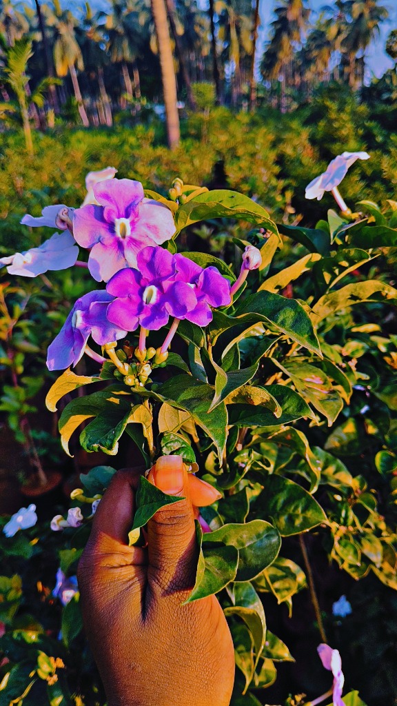 Exotic Flowers