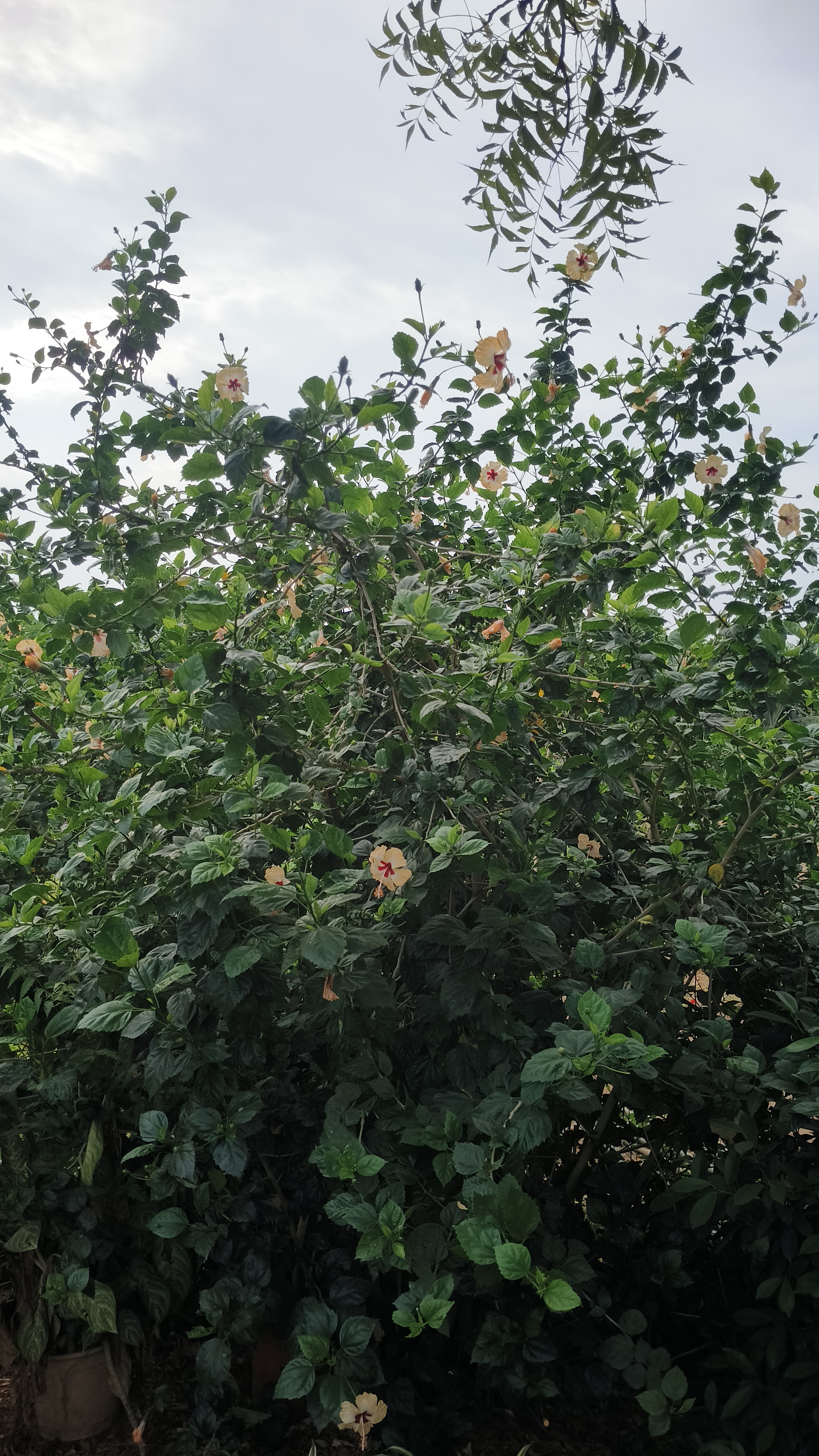 Hibiscus