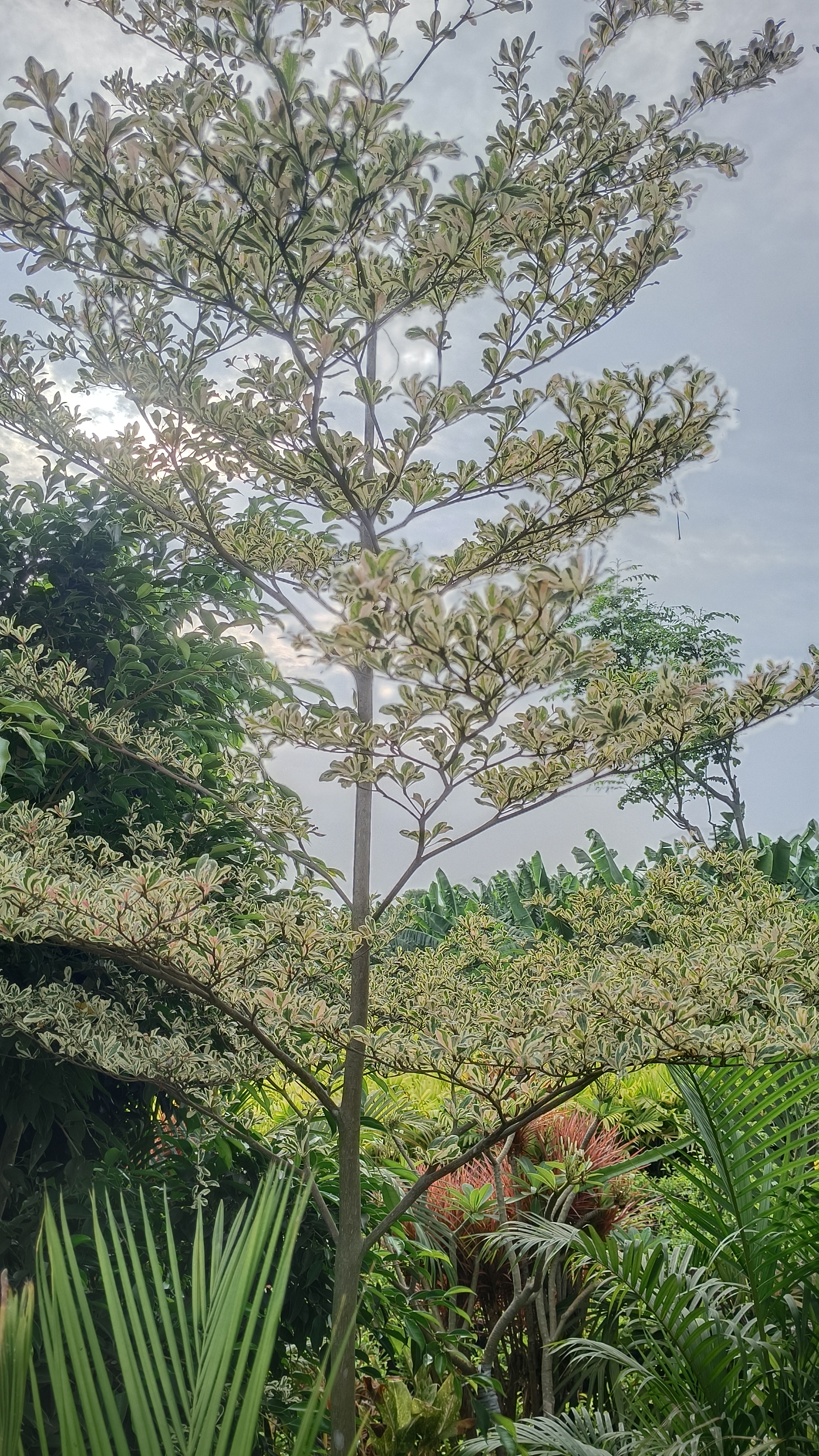 Terminalia White