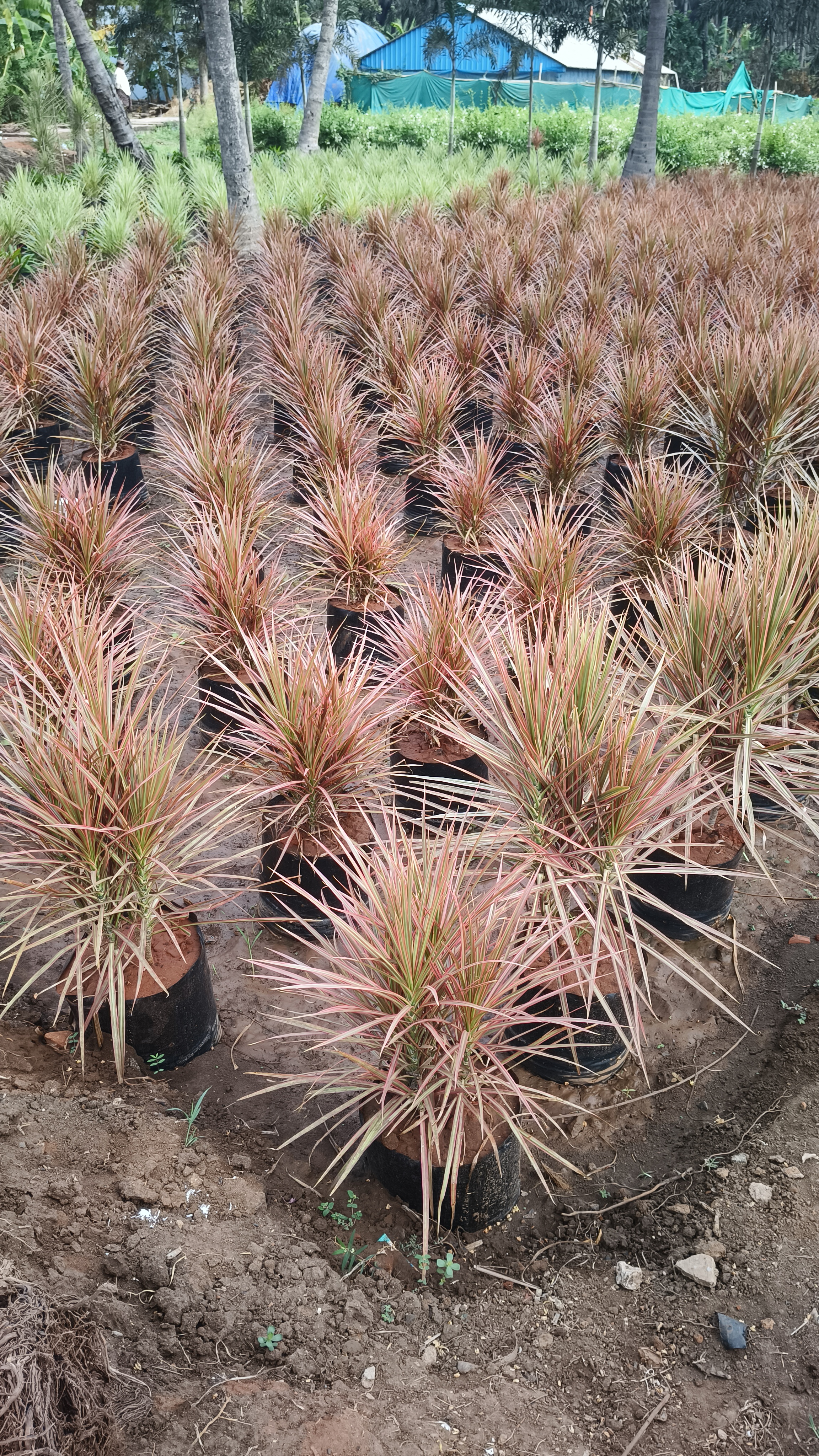 Colorama Dracaena (Red)