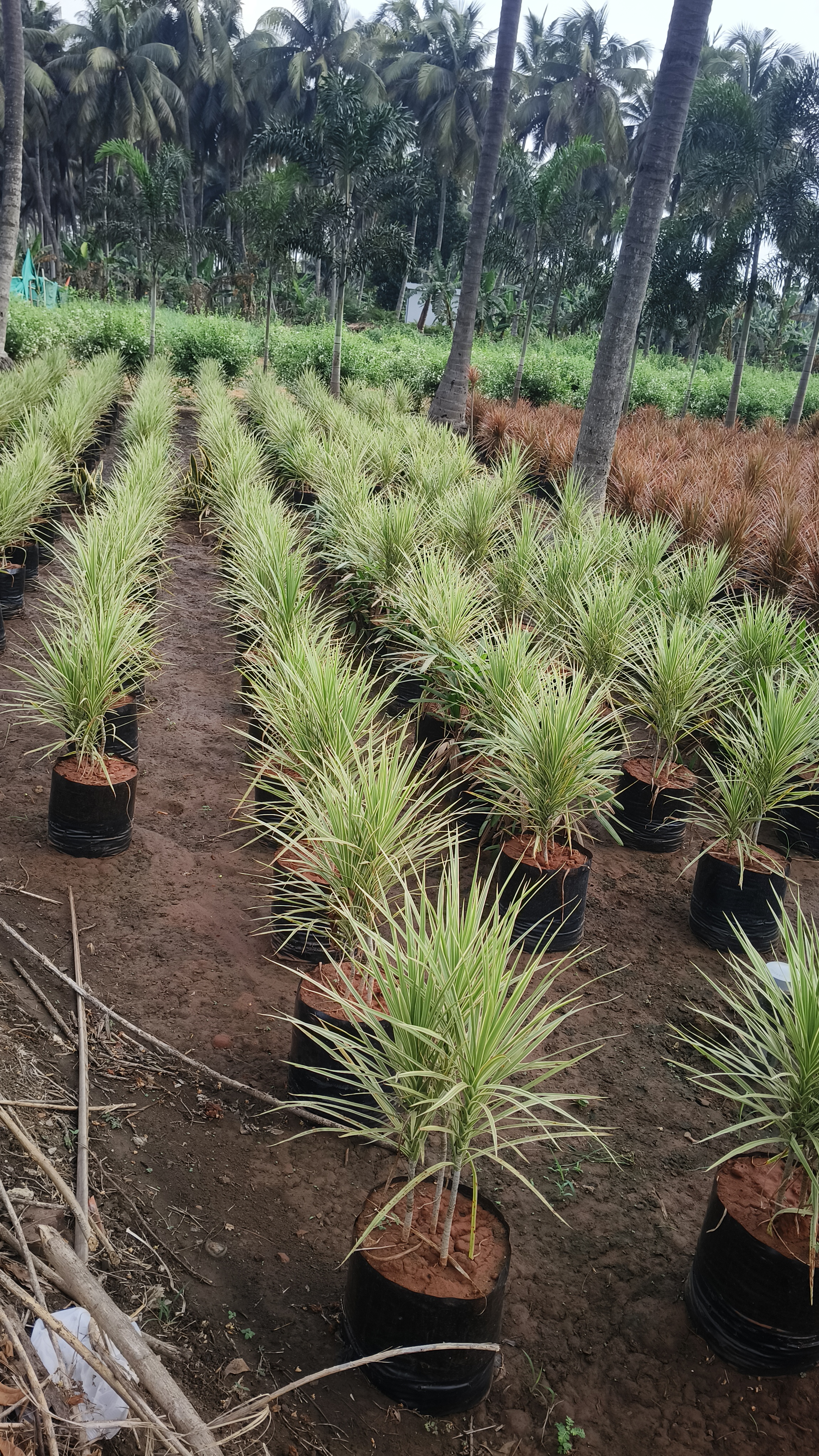 Colorama Dracaena (White)