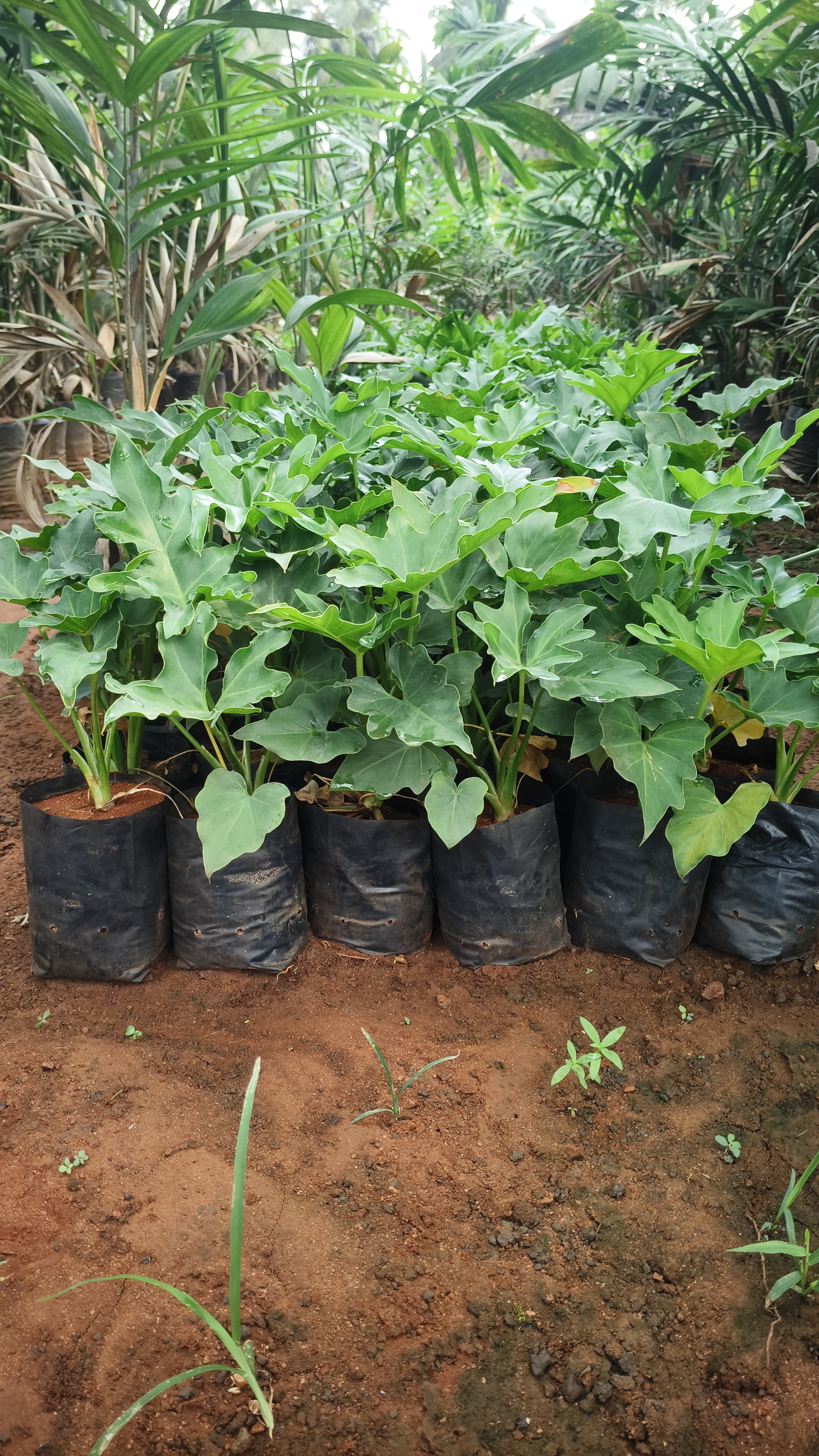 Philodendron Selloum (Small)