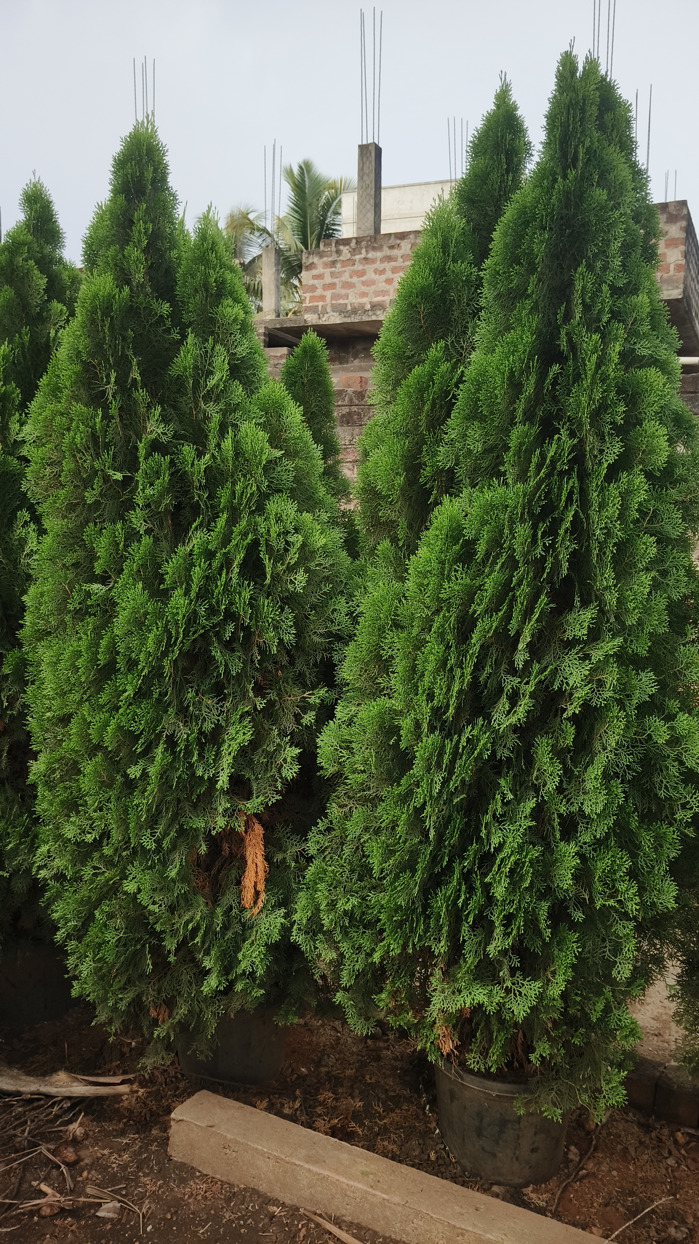 Thuja Compacta