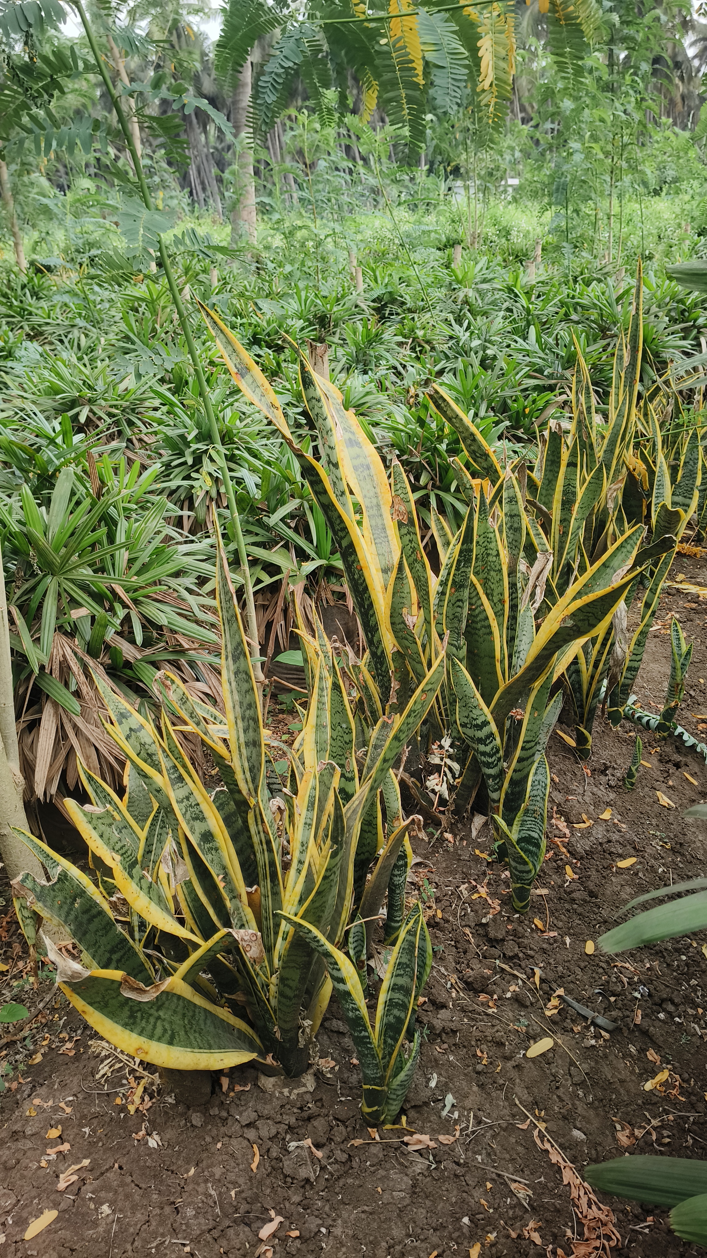 Snake Plant / Sansevieria