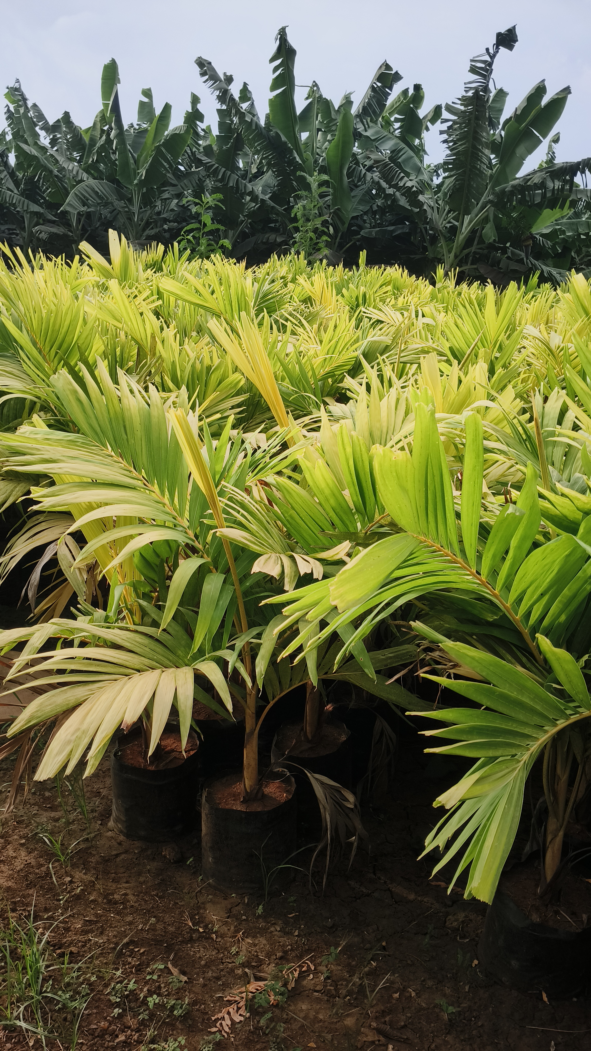 Veitchia Merrillii Gold