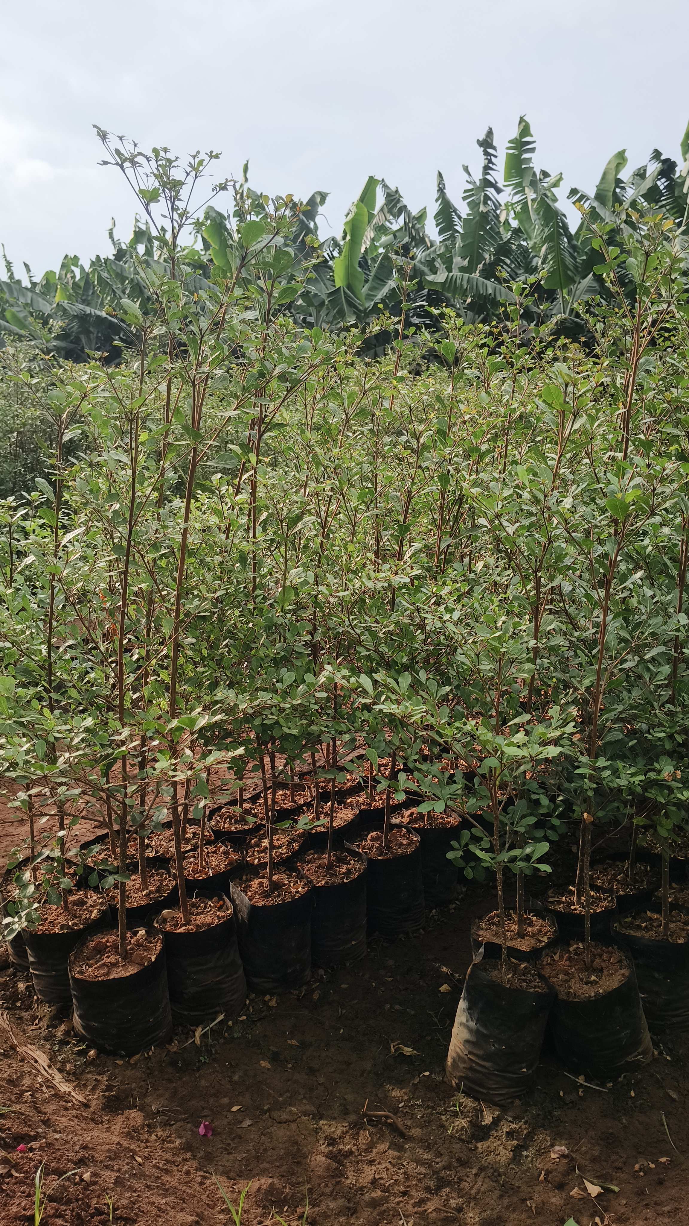 Terminalia Green (Small)
