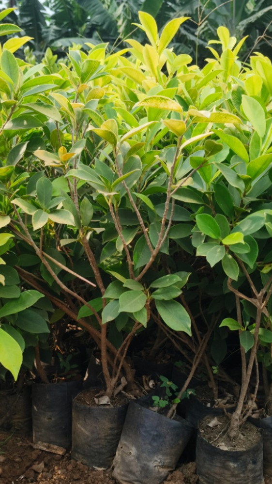 Panda Ficus