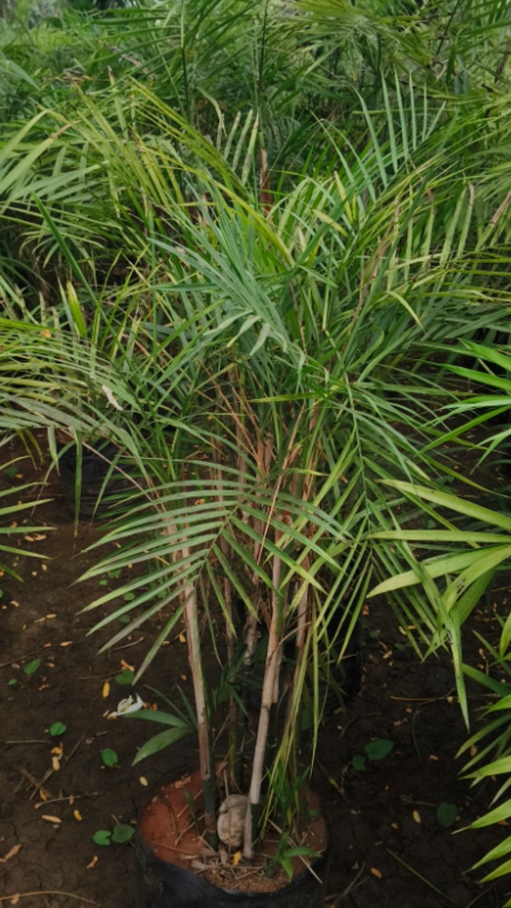 King Palm / Bamboo Cane Palm