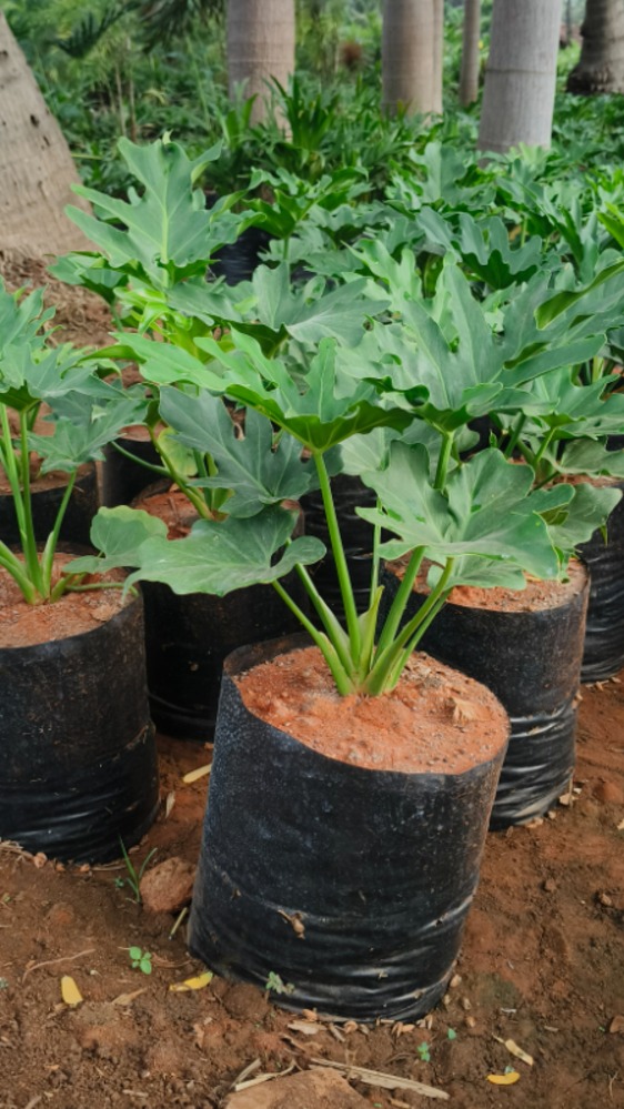 Philodendron Selloum