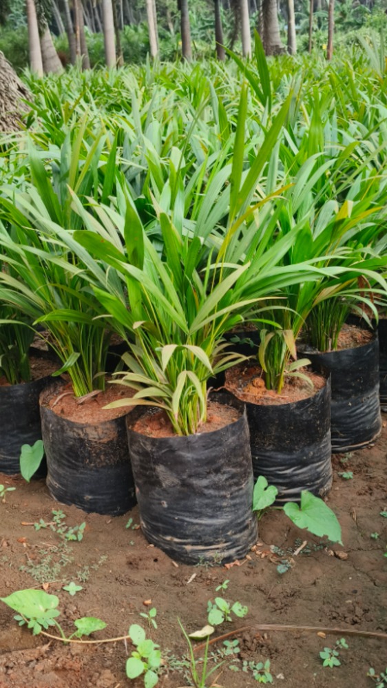 Areca Palm (Small)