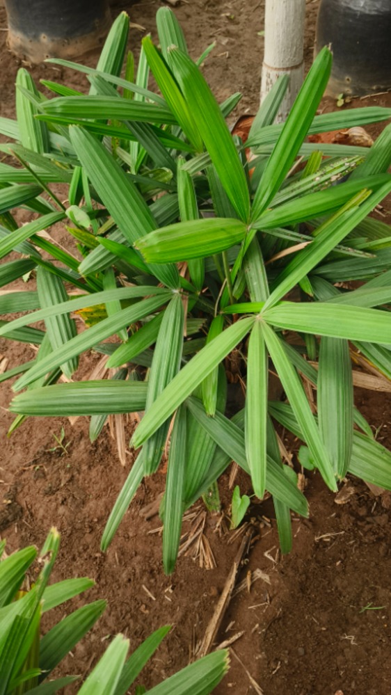 Raphis Palm