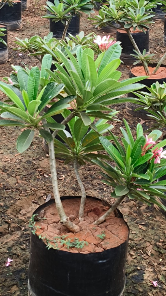 Plumeria Singaporensis