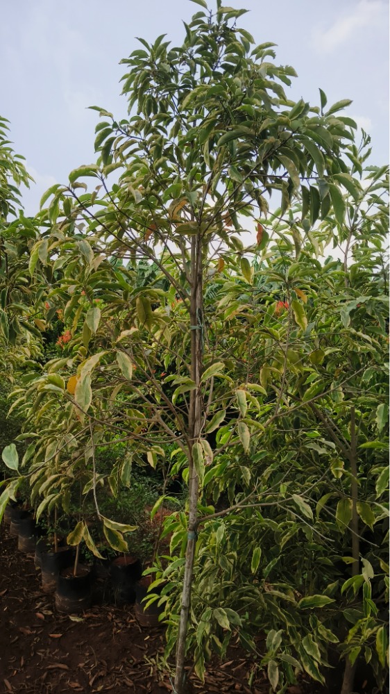 Elengi Variegated