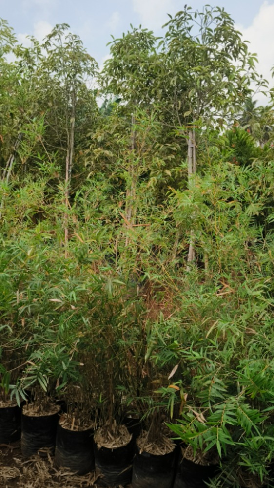 Multiplex Bamboo