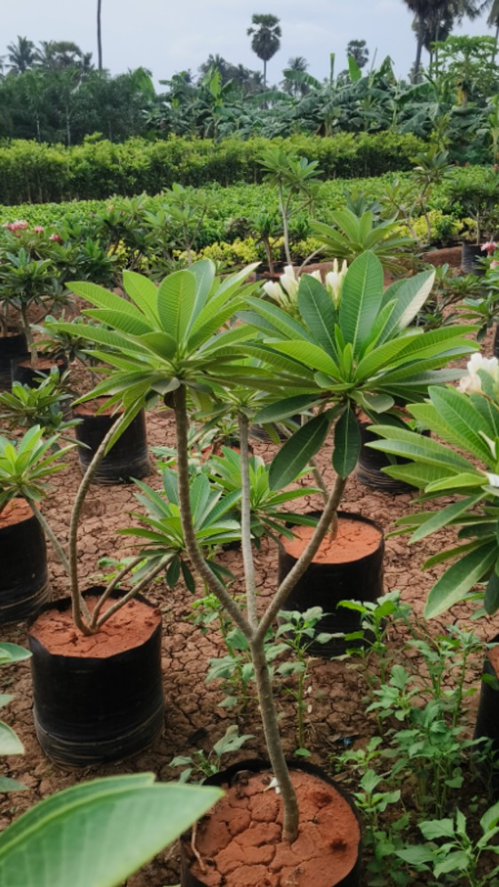 Plumeria Americana White