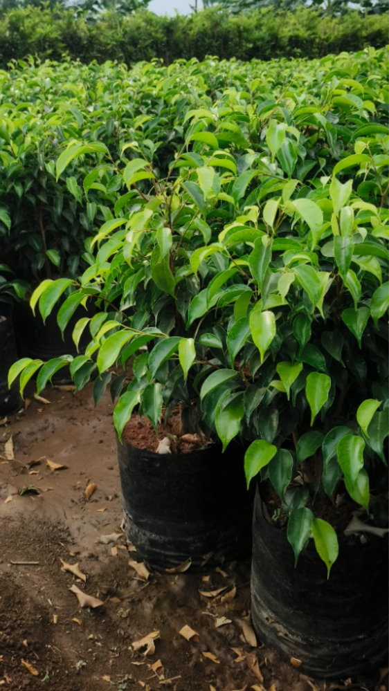 Black Ficus
