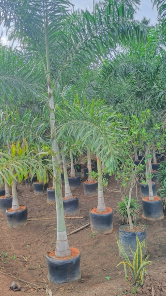 Foxtail Palm